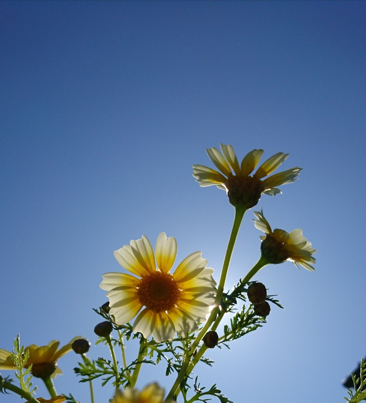 yellow flowers