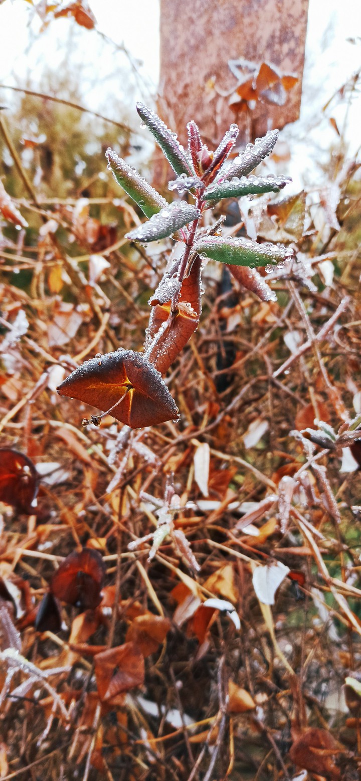 Fresh dew has fallen