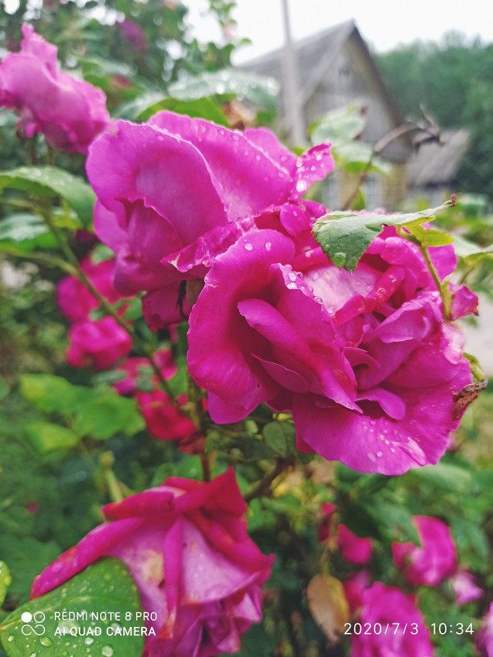 roses