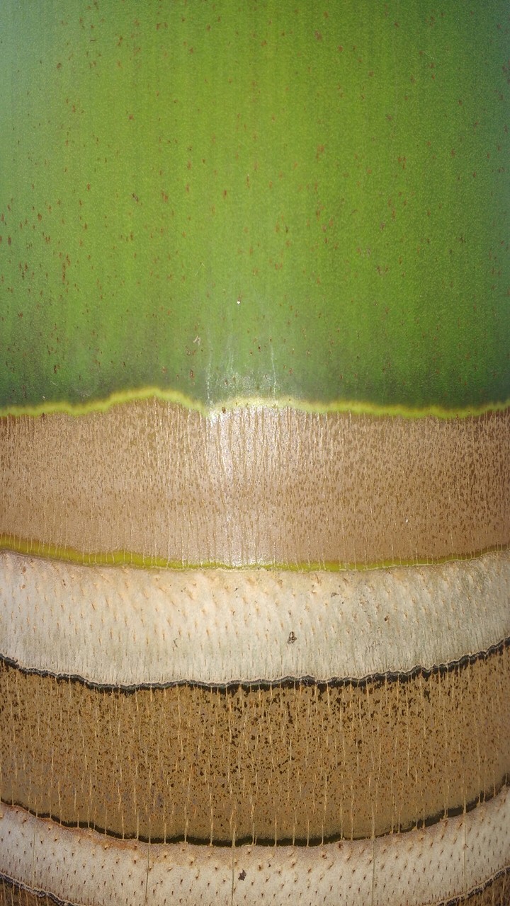 Natural design on a coconut tree