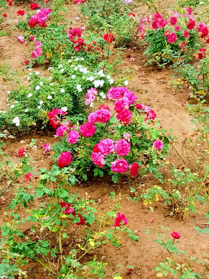 rose flowers