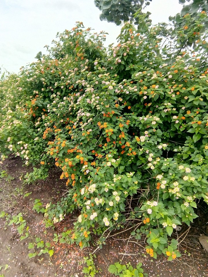 flower