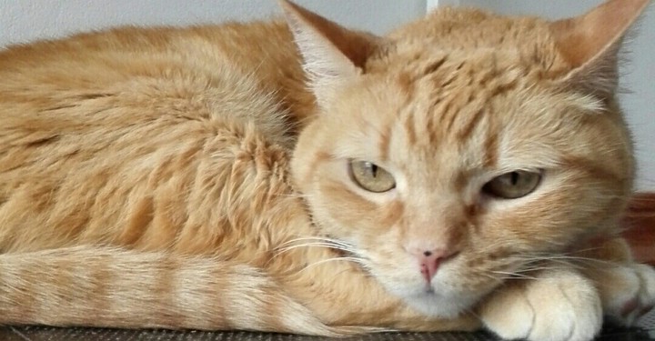 EL GATO FELIX