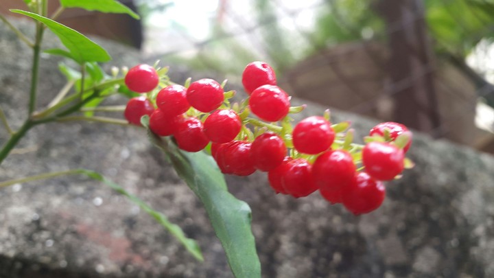 Nature's Colour