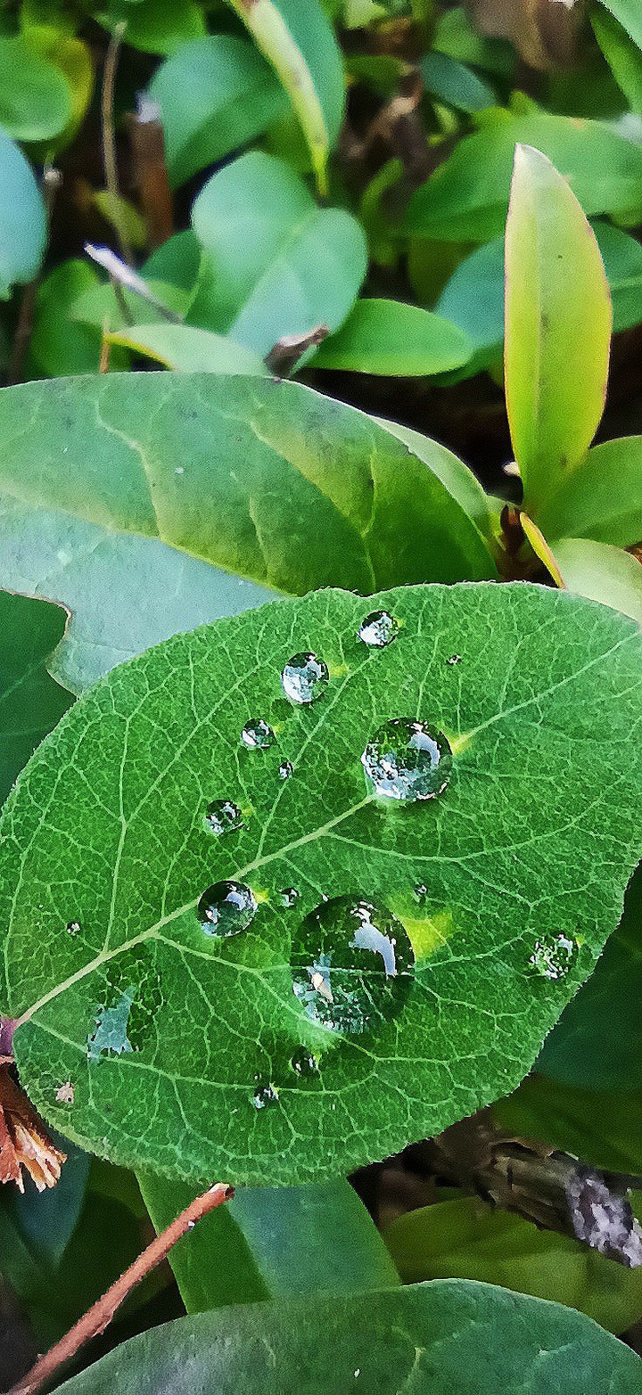 dew water_drop green