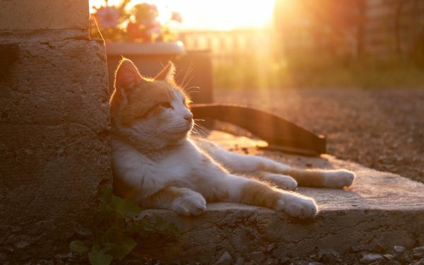 나의 냥이❤
