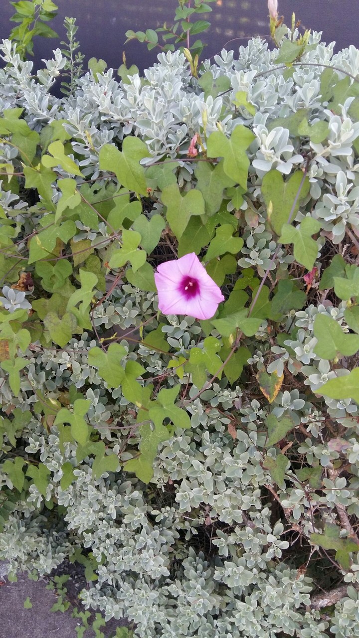 purple bells