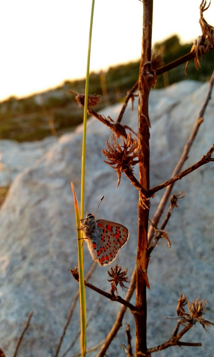 Butterfly Effect .