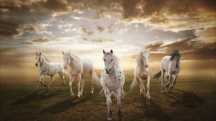 Horse