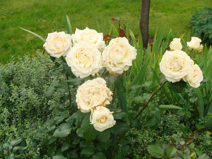 White flowers