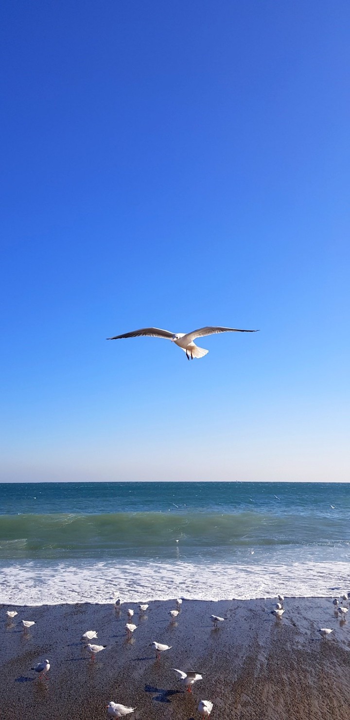 Fly