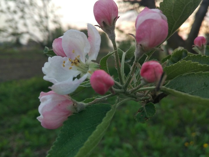 Flourishing apple