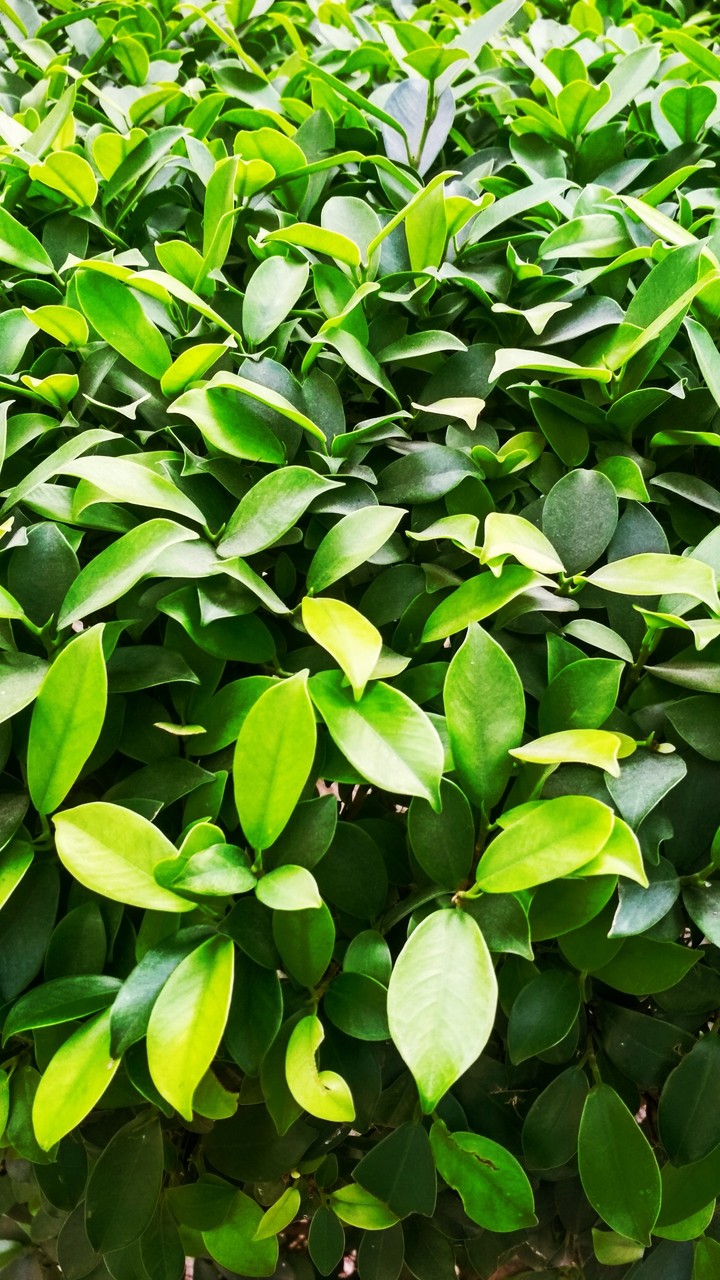 green blisa
