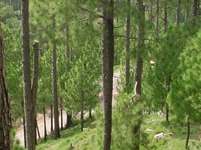 Dewra jee