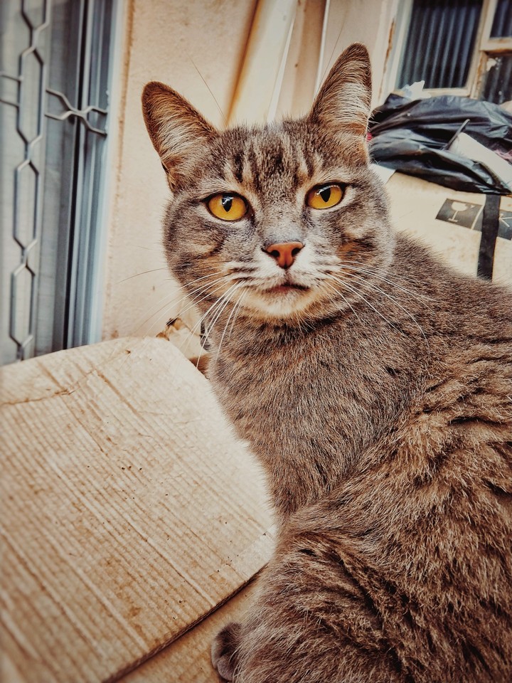 uma linda gata haha
