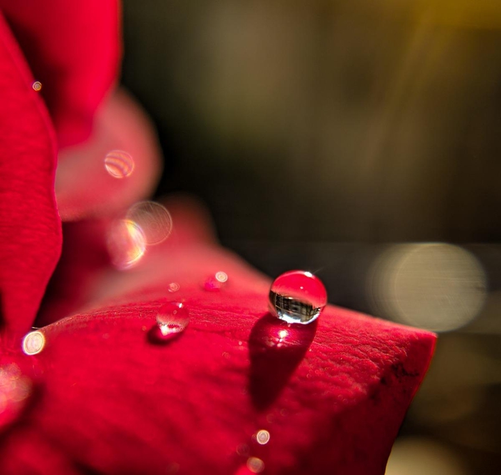red rose