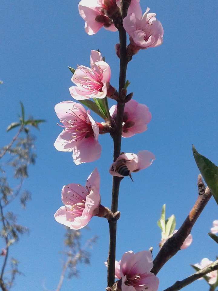 primavera