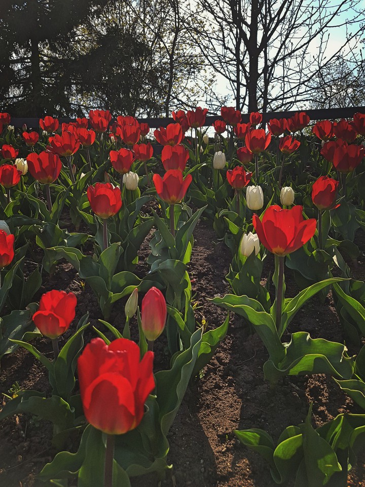 tulips