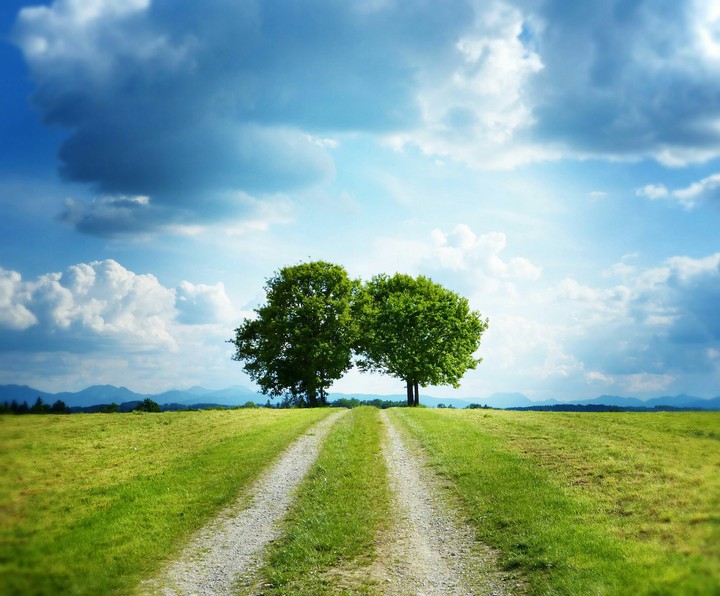 NATURE_TREE'S