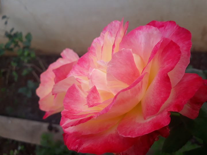 beautiful flowers