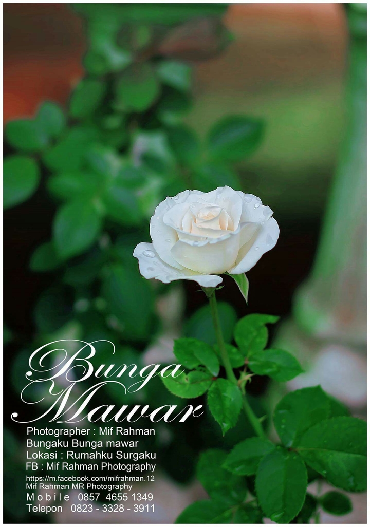 beautiful roses