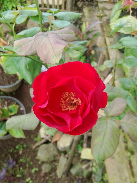 flower, pink壁紙