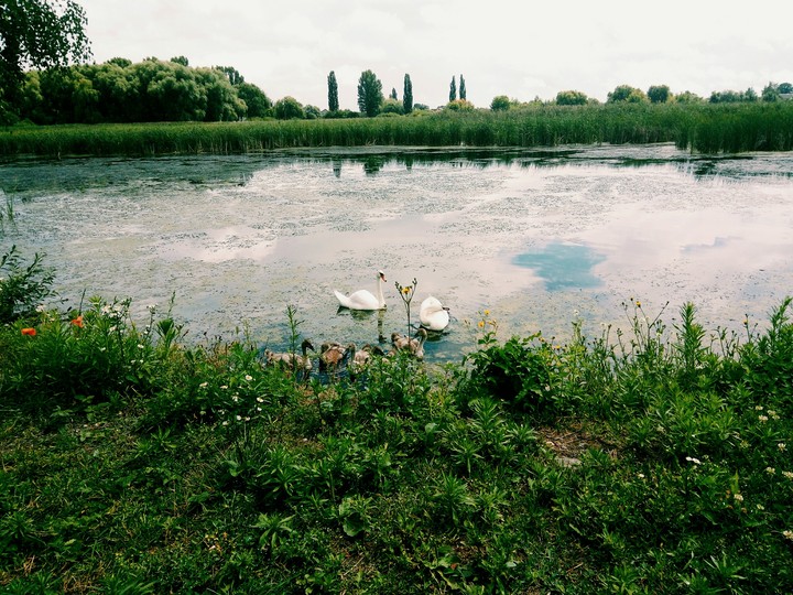 Nature