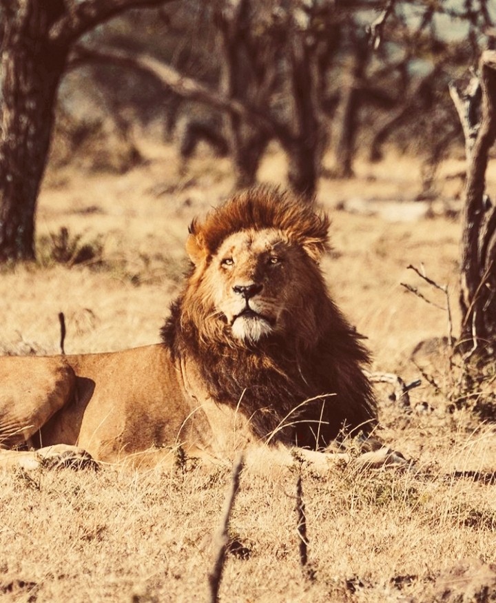 His Majesty