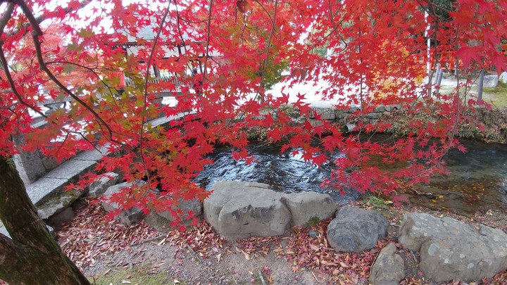 紅葉のカーテン Autumn leaves curtain