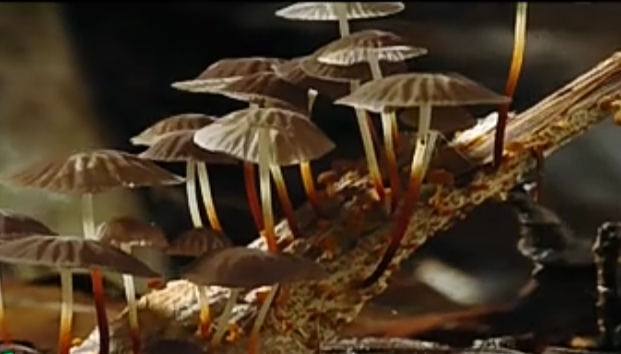 mushroom