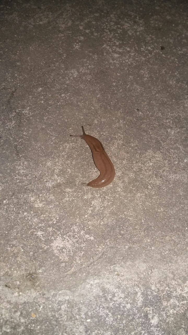 비오는날의 민달팽이@