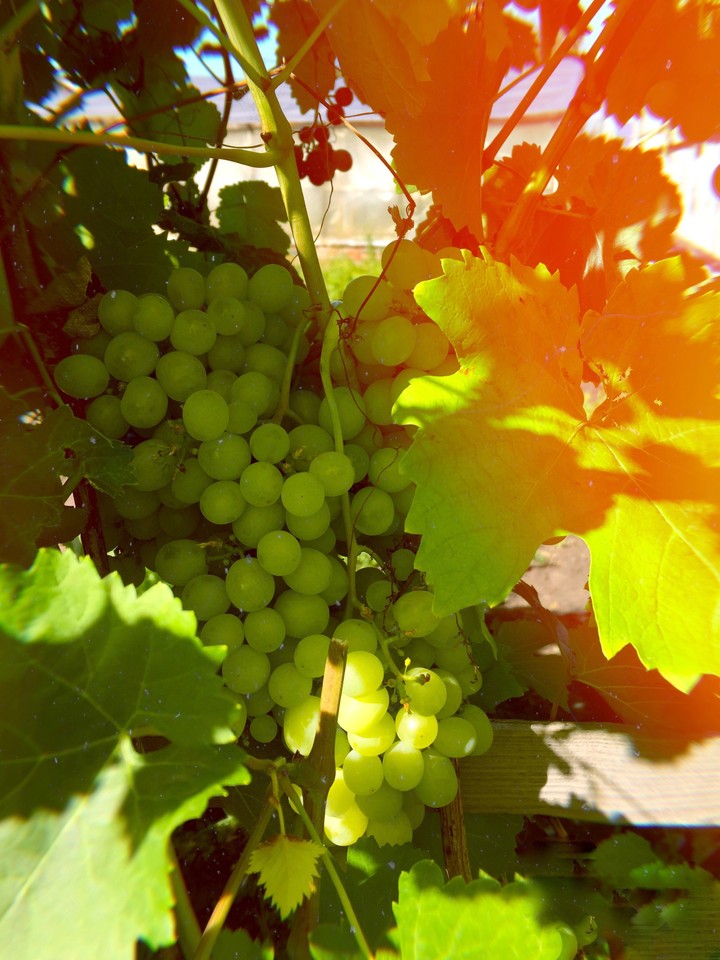 Grapes