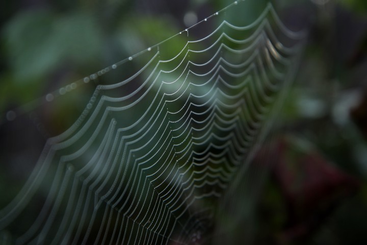 dew