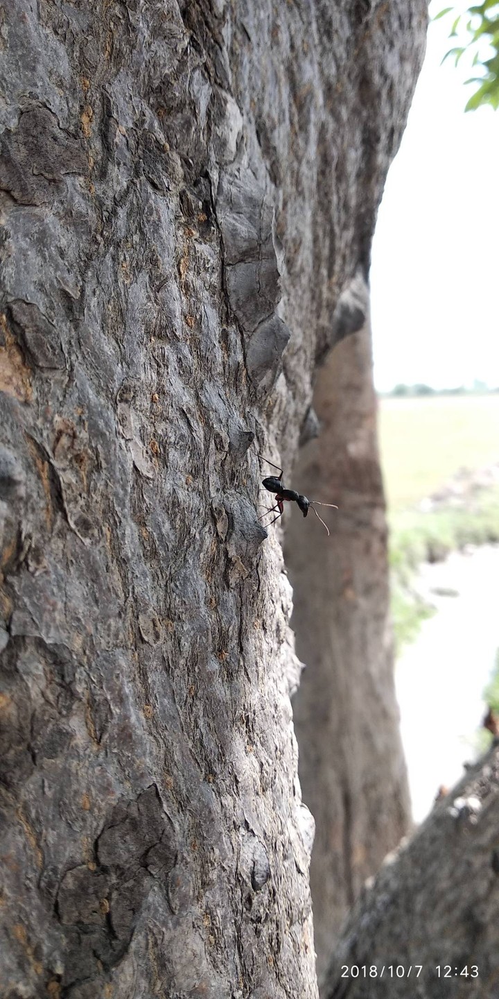 Ant Tree