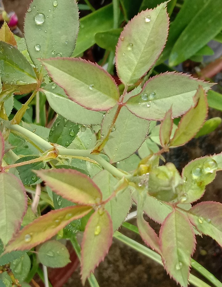 rose leaves