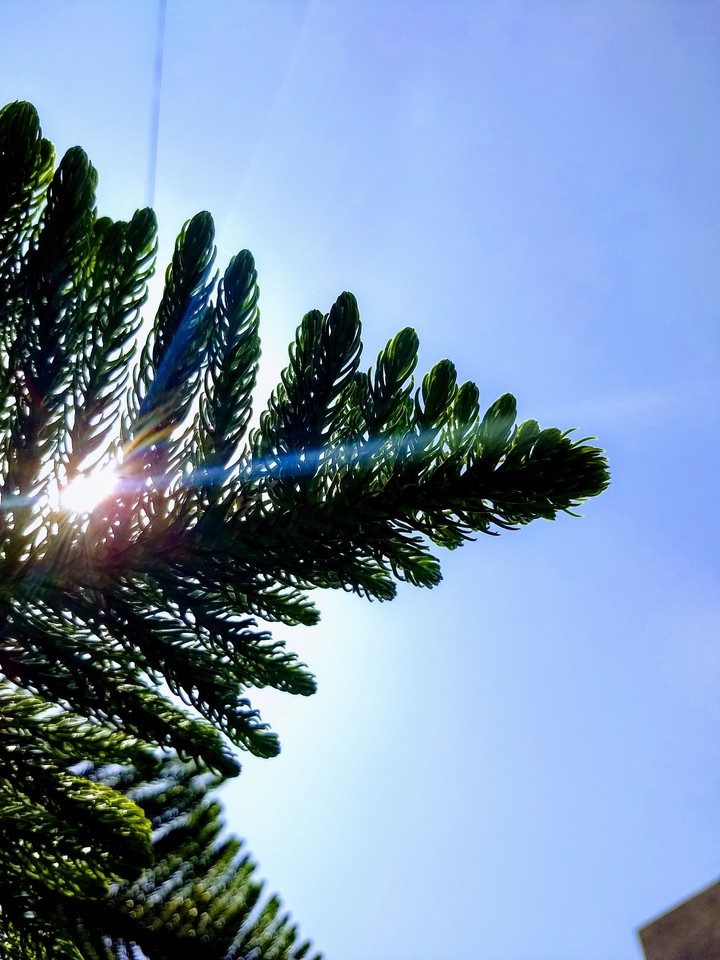 A pine in the flare