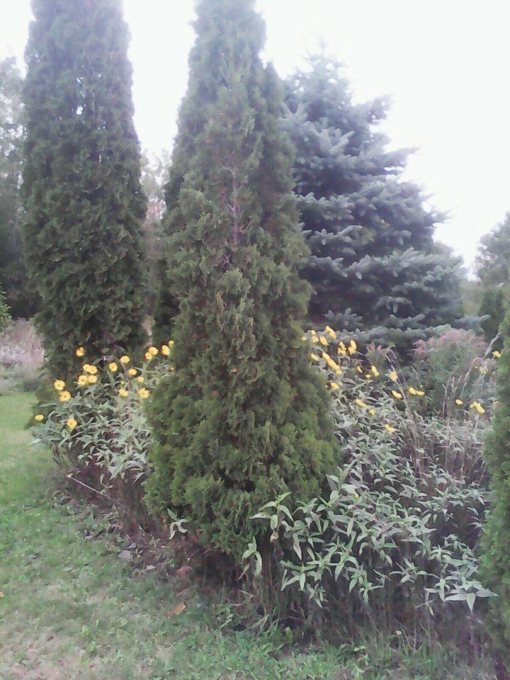 Sunflower Garden