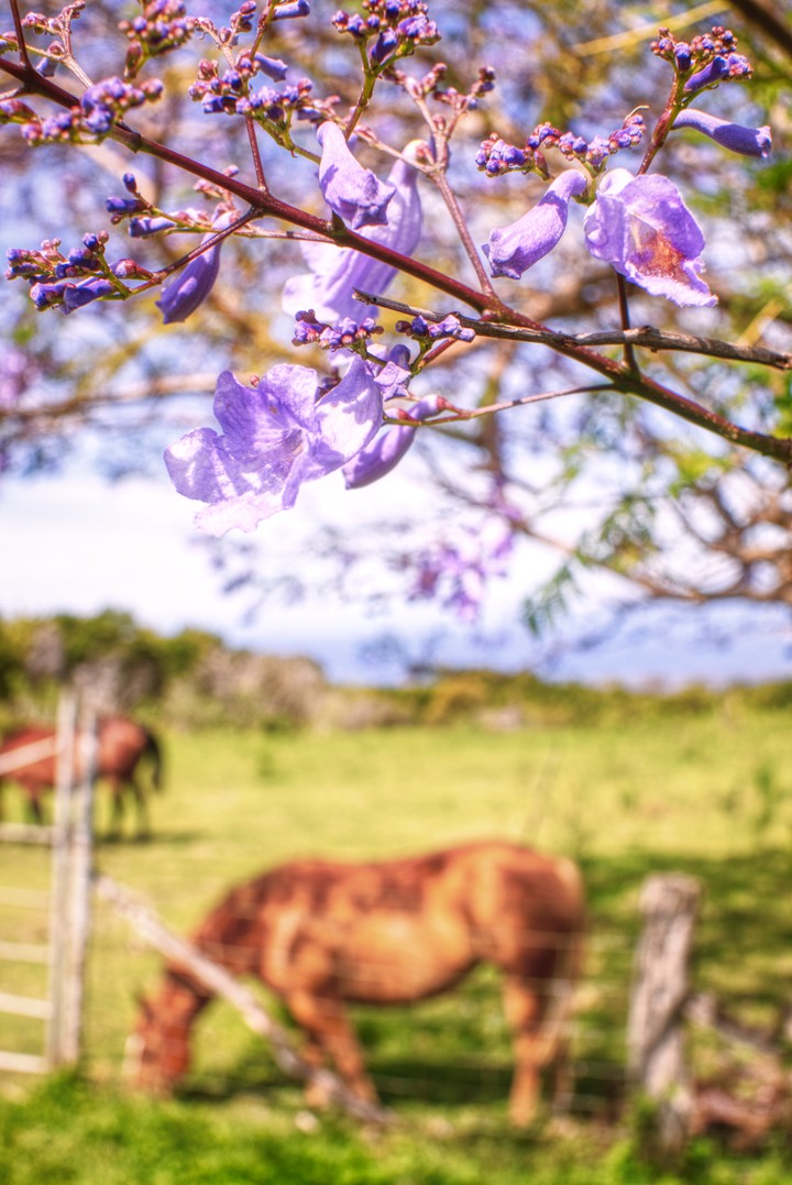 Purple flower and horses