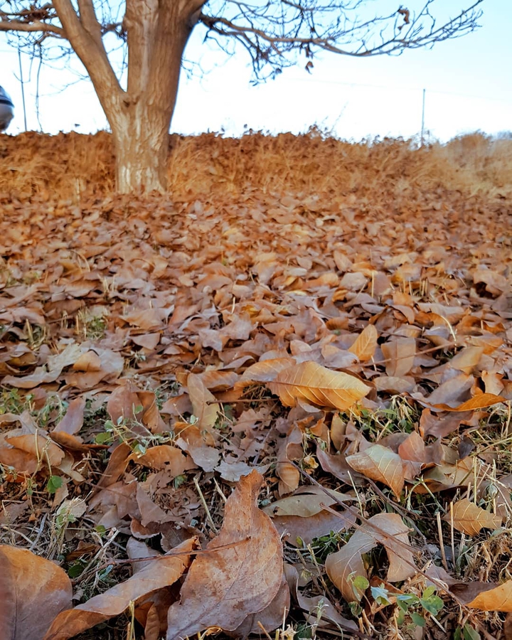 autumn