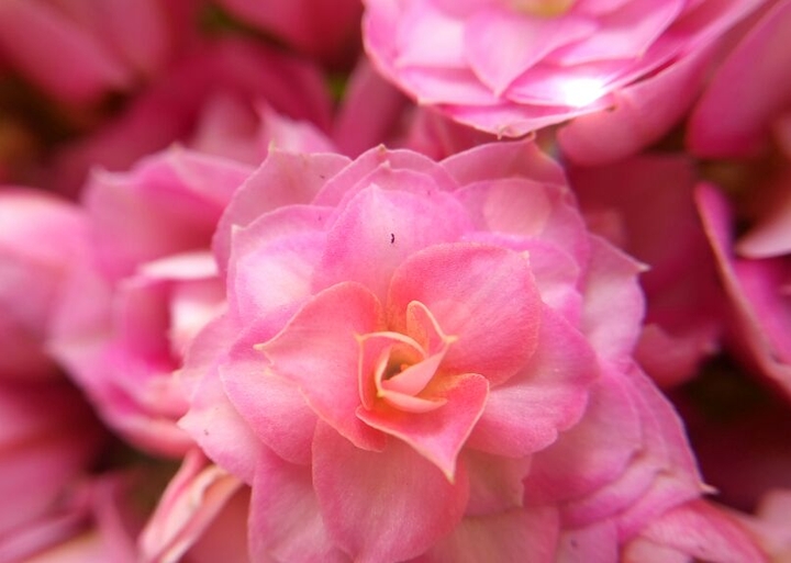 Kalanchoe pink