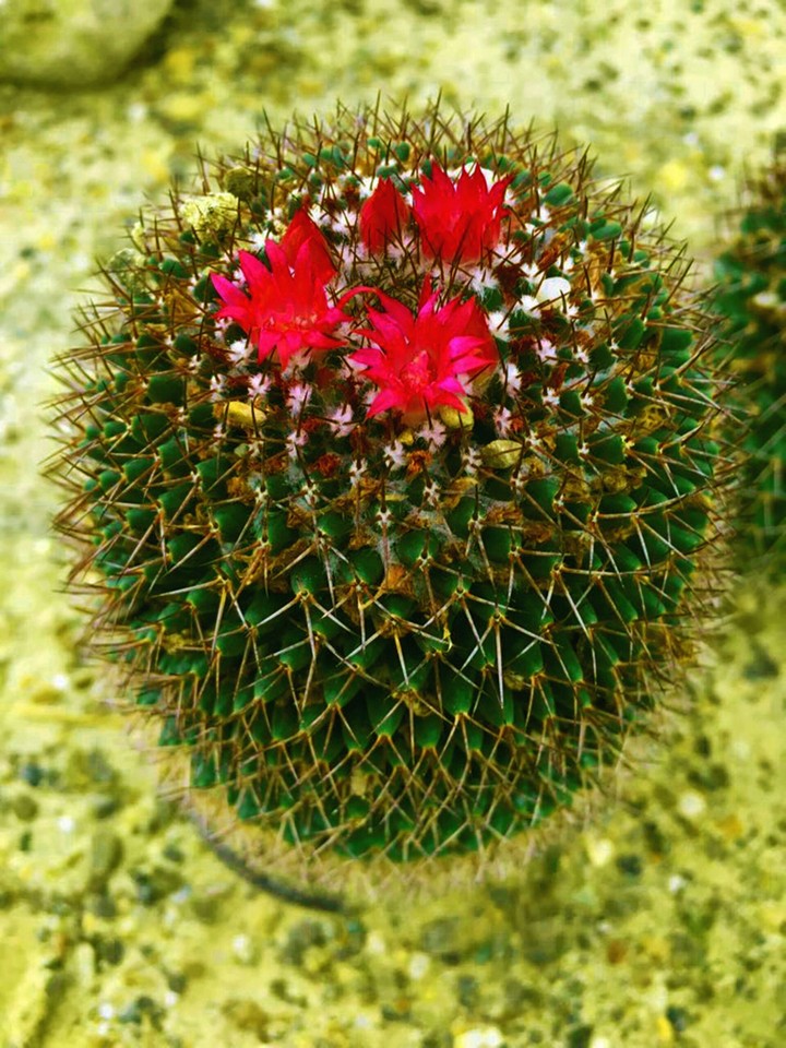 cactus