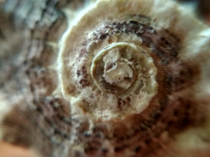 shell texture