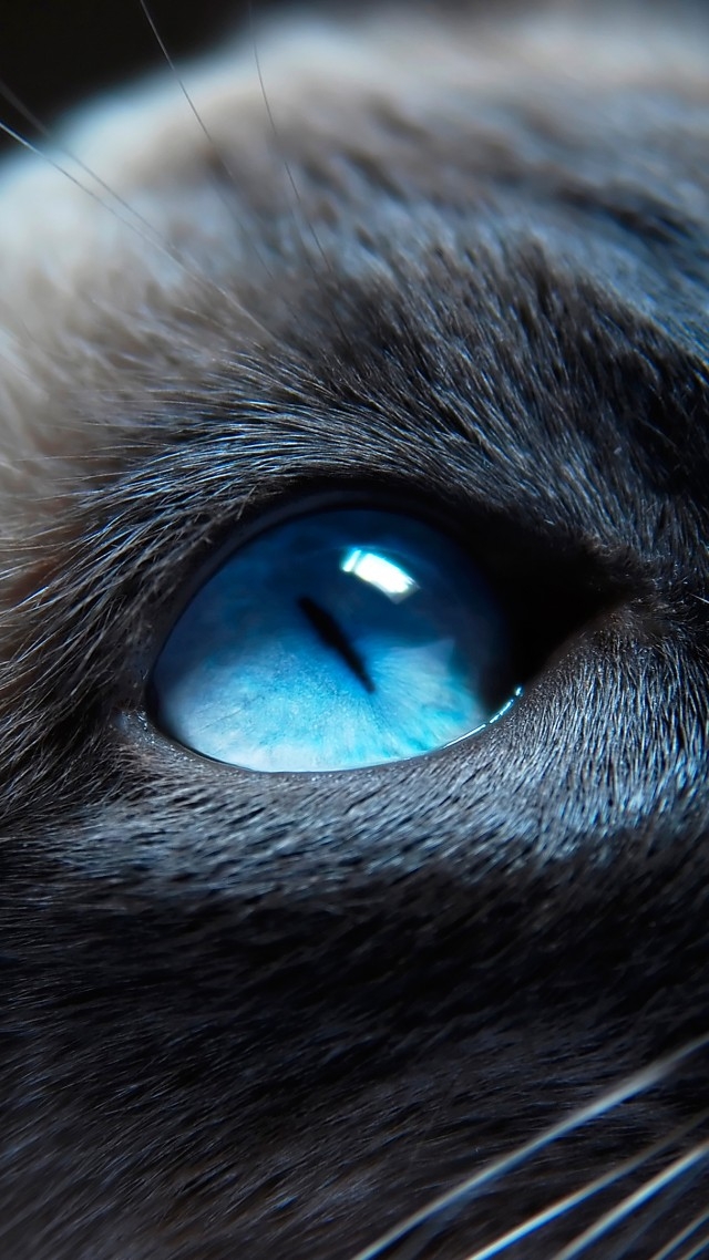 eyes