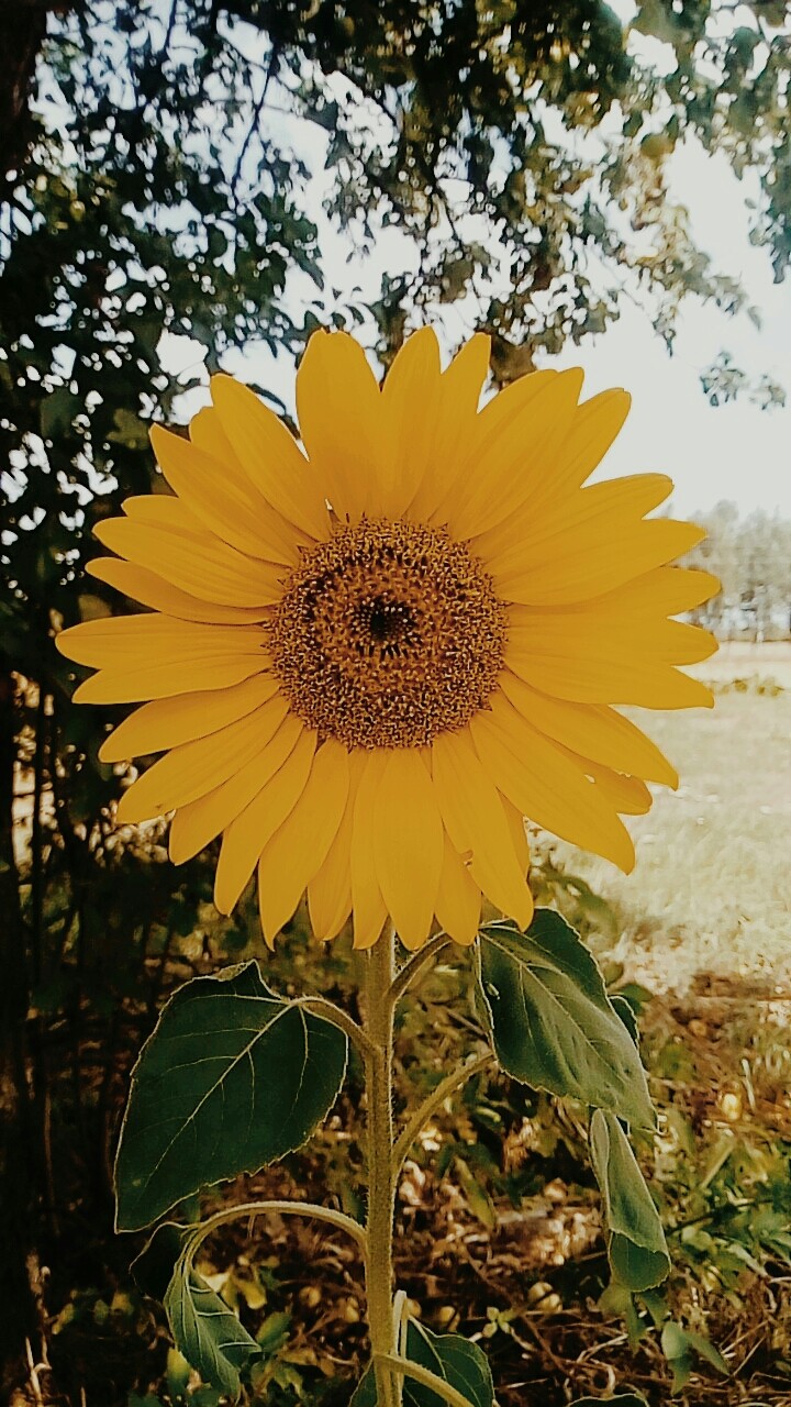 flower in the shape of sun