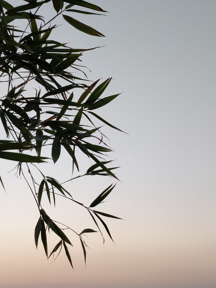 leaves at sunset