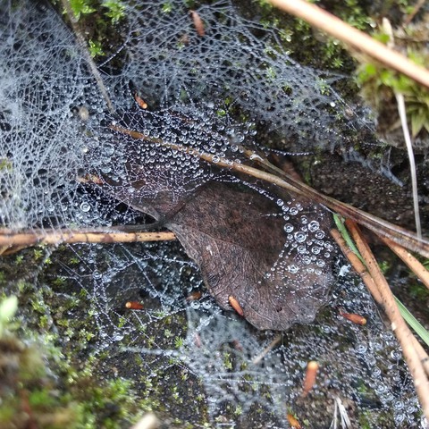 frost on the spider web