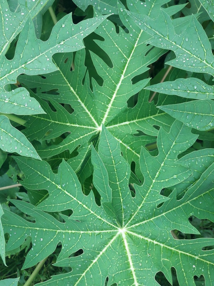 green leaf
