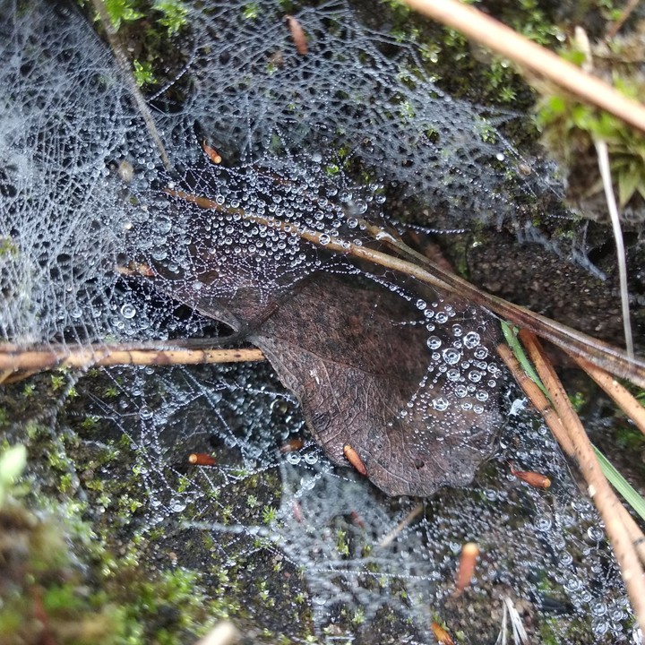 frost on the spider web