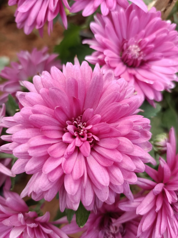 chrysanthemum