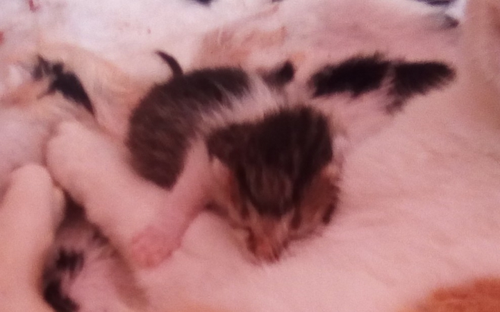 Newborn kitten